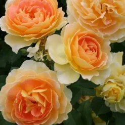 Rose 'Molineux' (Englische Rose) 7 Rose 'Molineux' (Englische Rose) -Gartenpflanzen Verkaufsladen 2001640 Rose 20Molineux Englische 20Rose 3