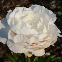Paeonia Lactiflora 'Mother's Choice' (Staudenpfingstrose)