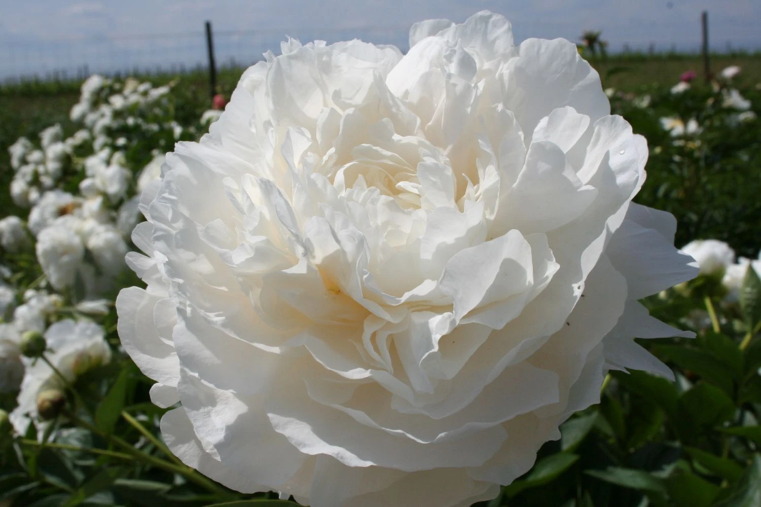 Paeonia Lactiflora 'Mother's Choice' (Staudenpfingstrose) 4 Paeonia Lactiflora 'Mother's Choice' (Staudenpfingstrose) – Bild 2