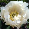 Paeonia Itoh-Hybride 'White Emperor' (Intersektionelle Pfingstrose) -Gartenpflanzen Verkaufsladen 2001771 Paeonia 20Itoh Hybride 20White 20Emperor Intersektionelle 20Pfingstrose 1