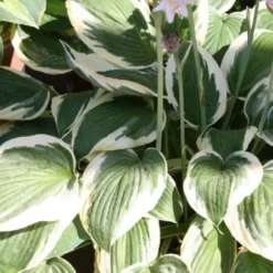 Licht Und Schatten (Schönes Für Dunkle Gartenecken) 23 Licht Und Schatten (Schönes Für Dunkle Gartenecken) -Gartenpflanzen Verkaufsladen 2001839 Licht 20und 20Schatten Schoenes 20fuer 20dunkle 20Gartenecken 11