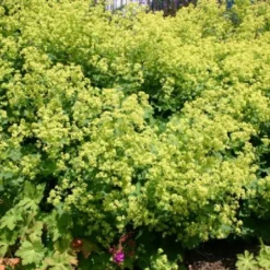 Licht Und Schatten (Schönes Für Dunkle Gartenecken) 15 Licht Und Schatten (Schönes Für Dunkle Gartenecken) -Gartenpflanzen Verkaufsladen 2001839 Licht 20und 20Schatten Schoenes 20fuer 20dunkle 20Gartenecken 3