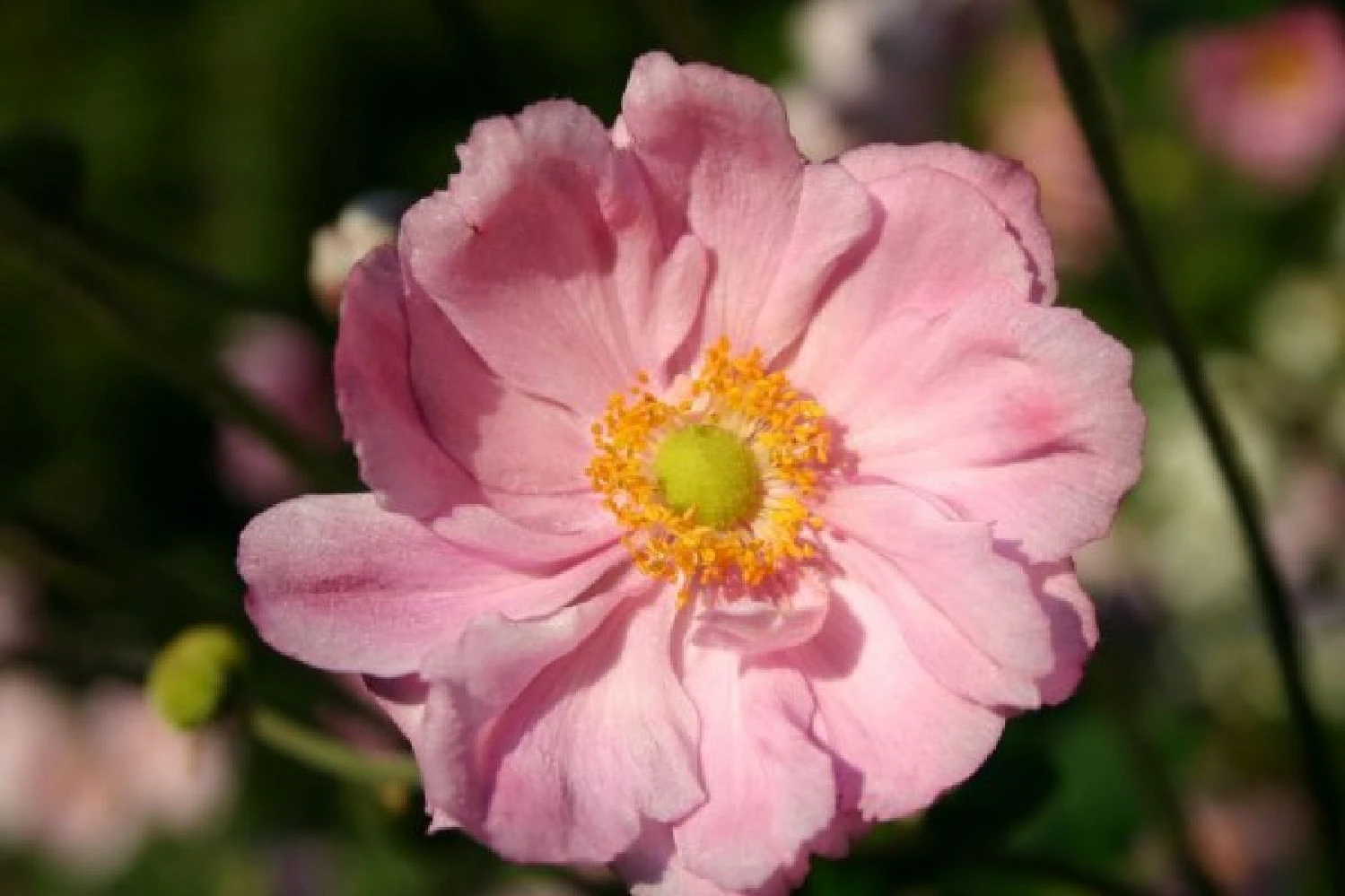 Licht Und Schatten (Schönes Für Dunkle Gartenecken) 6 Licht Und Schatten (Schönes Für Dunkle Gartenecken) – Bild 4