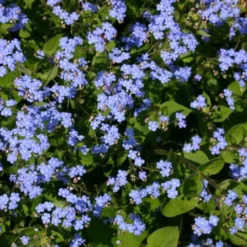 Licht Und Schatten (Schönes Für Dunkle Gartenecken) 18 Licht Und Schatten (Schönes Für Dunkle Gartenecken) -Gartenpflanzen Verkaufsladen 2001839 Licht 20und 20Schatten Schoenes 20fuer 20dunkle 20Gartenecken 6