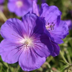 Licht Und Schatten (Schönes Für Dunkle Gartenecken) 21 Licht Und Schatten (Schönes Für Dunkle Gartenecken) -Gartenpflanzen Verkaufsladen 2001839 Licht 20und 20Schatten Schoenes 20fuer 20dunkle 20Gartenecken 9