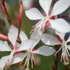Neverending (Ausdauernde Blütenfreude Durchs Jahr) -Gartenpflanzen Verkaufsladen 2001840 Neverending Ausdauernde 20Bluetenfreude 20durchs 20Jahr 10