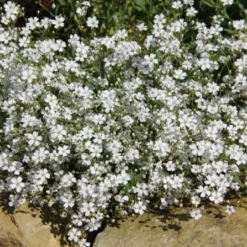 Neverending (Ausdauernde Blütenfreude Durchs Jahr) -Gartenpflanzen Verkaufsladen 2001840 Neverending Ausdauernde 20Bluetenfreude 20durchs 20Jahr 11