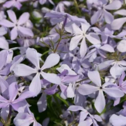 Neverending (Ausdauernde Blütenfreude Durchs Jahr) -Gartenpflanzen Verkaufsladen 2001840 Neverending Ausdauernde 20Bluetenfreude 20durchs 20Jahr 15