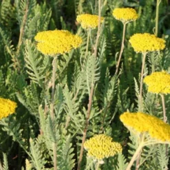 Neverending (Ausdauernde Blütenfreude Durchs Jahr) -Gartenpflanzen Verkaufsladen 2001840 Neverending Ausdauernde 20Bluetenfreude 20durchs 20Jahr 3