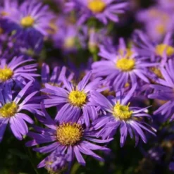 Neverending (Ausdauernde Blütenfreude Durchs Jahr) -Gartenpflanzen Verkaufsladen 2001840 Neverending Ausdauernde 20Bluetenfreude 20durchs 20Jahr 4