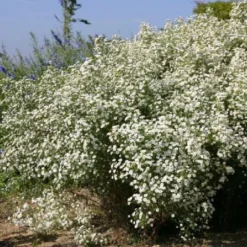 Neverending (Ausdauernde Blütenfreude Durchs Jahr) -Gartenpflanzen Verkaufsladen 2001840 Neverending Ausdauernde 20Bluetenfreude 20durchs 20Jahr 5