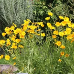 Neverending (Ausdauernde Blütenfreude Durchs Jahr) -Gartenpflanzen Verkaufsladen 2001840 Neverending Ausdauernde 20Bluetenfreude 20durchs 20Jahr 7