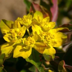 Neverending (Ausdauernde Blütenfreude Durchs Jahr) -Gartenpflanzen Verkaufsladen 2001840 Neverending Ausdauernde 20Bluetenfreude 20durchs 20Jahr 9