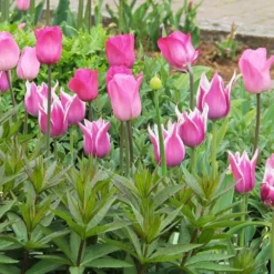 Garten-Tulpenmischung 'Rosa Zeiten' (Garten-Tulpenmischung)
