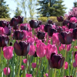 Tulpenmischung 'Extravaganza' (Garten-Tulpenmischung)
