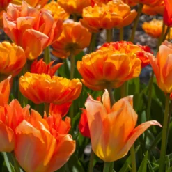 Tulpenmischung 'Oh So Orange' (Garten-Tulpenmischung)