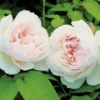 Rose 'The Generous Gardener' (Englische Rose) 2 Rose 'The Generous Gardener' (Englische Rose) -Gartenpflanzen Verkaufsladen 2001928 Rose 20The 20Generous 20Gardener Englische 20Rose 1