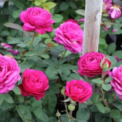 Rose 'Heidi Klum' (Zwergrose | Patiorose) -Gartenpflanzen Verkaufsladen 2001988 Rose 20Heidi 20Klum Zwergrose 20 20Patiorose 2