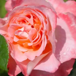 Rose 'Augusta Luise' (Edelrose)