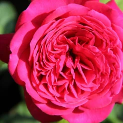 Rose 'Johann Wolfgang Von Goethe' (Edelrose)