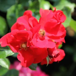 Rose 'Alpenglühen' (Bodendeckerrosen)
