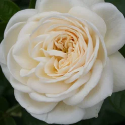 Rose 'Artemis' (Strauchrose) 6 Rose 'Artemis' (Strauchrose) -Gartenpflanzen Verkaufsladen 2002002 Rose 20Artemis Strauchrose 2