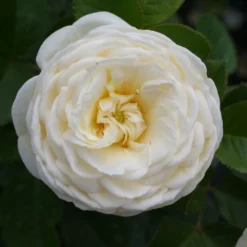 Rose 'Artemis' (Strauchrose) 7 Rose 'Artemis' (Strauchrose) -Gartenpflanzen Verkaufsladen 2002002 Rose 20Artemis Strauchrose 3