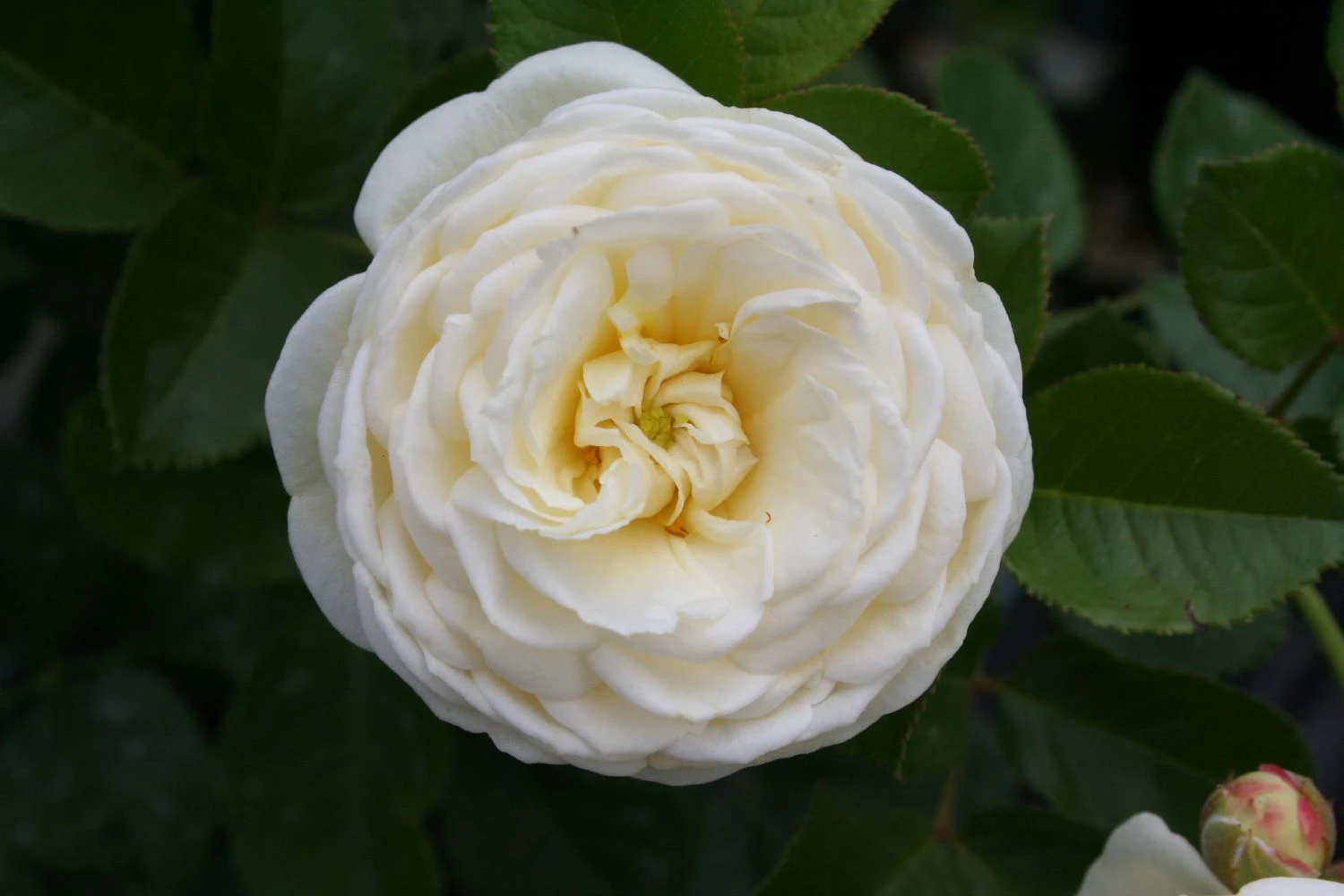 Rose 'Artemis' (Strauchrose) 5 Rose 'Artemis' (Strauchrose) – Bild 3