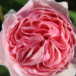Rose 'Gartenträume' (Strauchrose)