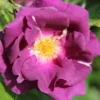 Rose 'Rhapsody In Blue' (Strauchrose) -Gartenpflanzen Verkaufsladen 2002012 Rose 20Rhapsody 20in 20Blue Strauchrose 1 5063c285 906a 4cdf afc6 714154f3156b