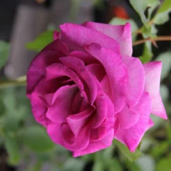 Rose 'Climbing Violette Parfumée' (Kletterrose)