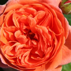 Rose 'Summer Song' (Englische Rose)