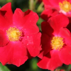 Rose 'Alcantara' (Bodendeckerrose)