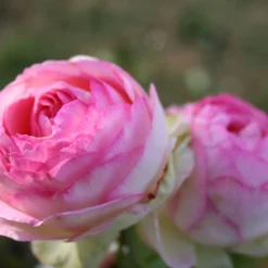 Rose 'Eden Rose' (Strauchrose)
