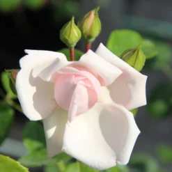 Rose 'New Dawn' (Kletterrose) -Gartenpflanzen Verkaufsladen 2002037 Rose 20New 20Dawn Kletterrose 2