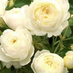 Rose 'Claire Austin' (Englische Rose)