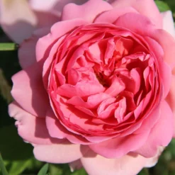 Rose 'Princess Alexandra Of Kent' (Englische Rose)