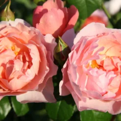 Rose 'Strawberry Hill' (Englische Rose)