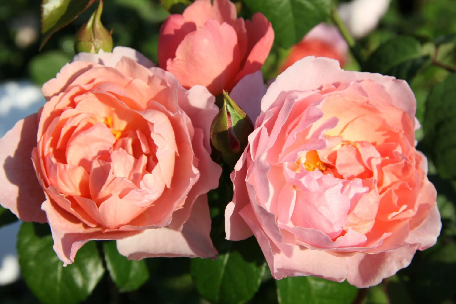 Rose 'Strawberry Hill' (Englische Rose) 3 Rose 'Strawberry Hill' (Englische Rose)