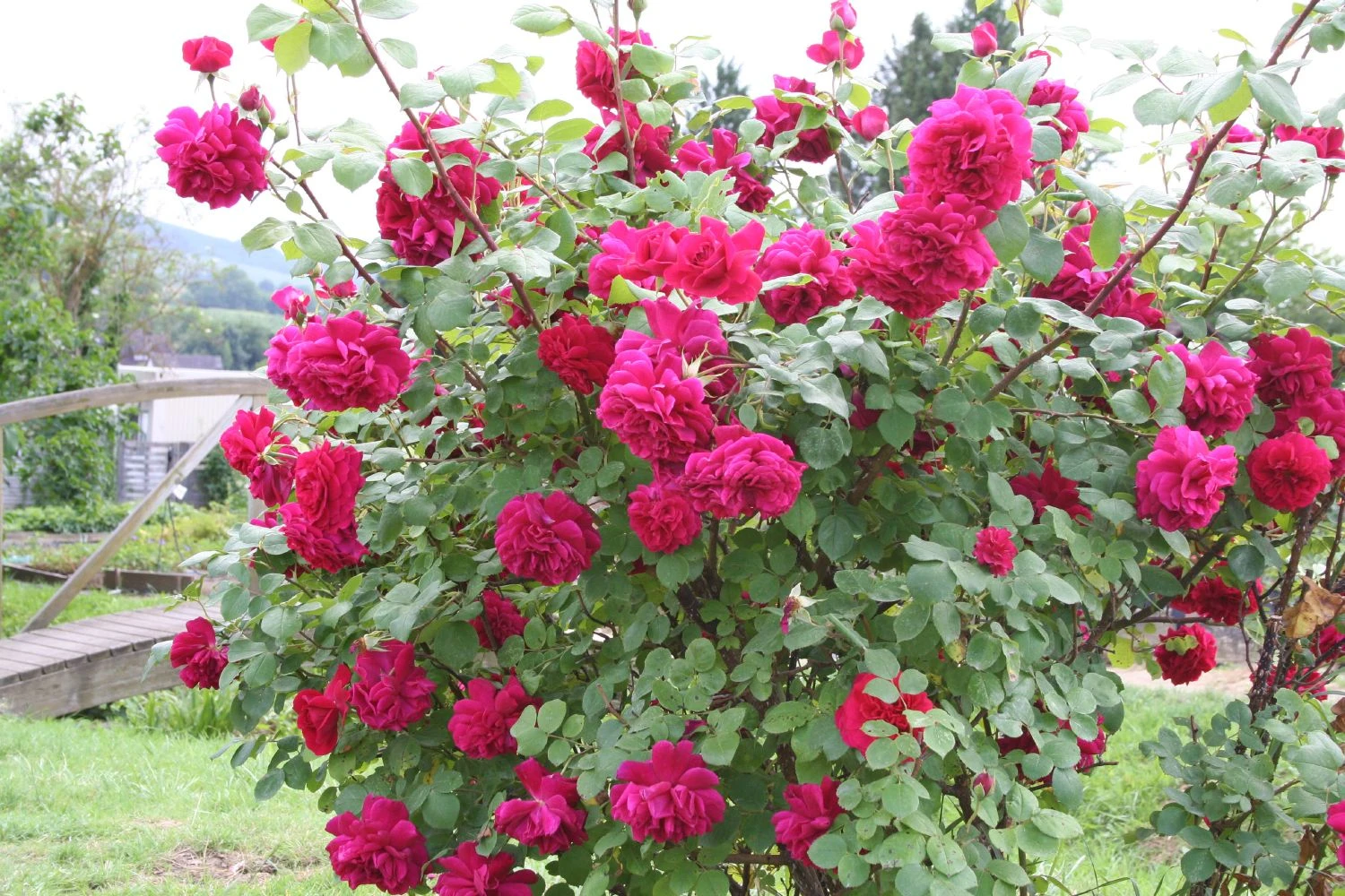 Rose 'Tess Of The D'Urbervilles' (Englische Rose) 4 Rose 'Tess Of The D'Urbervilles' (Englische Rose) – Bild 2