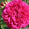 Rose 'William Shakespeare 2000' (Englische Rose) 1 Rose 'William Shakespeare 2000' (Englische Rose) -Gartenpflanzen Verkaufsladen 2002093 Rose 20William 20Shakespeare 202000 Englische 20Rose 1