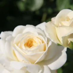 Rose 'Tranquility' (Englische Rose) -Gartenpflanzen Verkaufsladen 2002095 Rose 20Tranquility Englische 20Rose 2