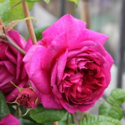 Rose 'Young Lycidas' (Englische Rose) -Gartenpflanzen Verkaufsladen 2002098 Rose 20Young 20Lycidas Englische 20Rose 2