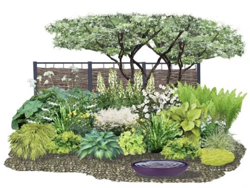 Crème Fraîche (Schönes Für Den Schatten) 6 Crème Fraîche (Schönes Für Den Schatten) -Gartenpflanzen Verkaufsladen 2002104 Crme 20Frache Schoenes 20fuer 20den 20Schatten 1