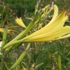 Zeppelinchen - Kinderbeet (Da Macht Gärtnern Spaß) -Gartenpflanzen Verkaufsladen 2002105 Zeppelinchen 20 20Kinderbeet Da 20macht 20Gaertnern 20Spass 10