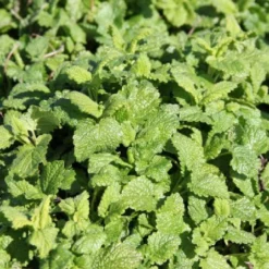 Zeppelinchen - Kinderbeet (Da Macht Gärtnern Spaß) -Gartenpflanzen Verkaufsladen 2002105 Zeppelinchen 20 20Kinderbeet Da 20macht 20Gaertnern 20Spass 13
