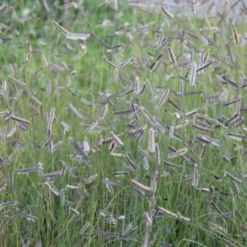 Zeppelinchen - Kinderbeet (Da Macht Gärtnern Spaß) -Gartenpflanzen Verkaufsladen 2002105 Zeppelinchen 20 20Kinderbeet Da 20macht 20Gaertnern 20Spass 3