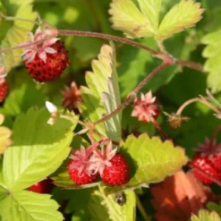 Zeppelinchen - Kinderbeet (Da Macht Gärtnern Spaß) -Gartenpflanzen Verkaufsladen 2002105 Zeppelinchen 20 20Kinderbeet Da 20macht 20Gaertnern 20Spass 7