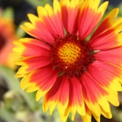 Zeppelinchen - Kinderbeet (Da Macht Gärtnern Spaß) -Gartenpflanzen Verkaufsladen 2002105 Zeppelinchen 20 20Kinderbeet Da 20macht 20Gaertnern 20Spass 8