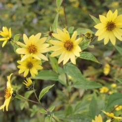 Lila & Limone (Feiern Sie Den Sommer!) -Gartenpflanzen Verkaufsladen 2002106 Lila 20 20Limone Feiern 20Sie 20den 20Sommer 10